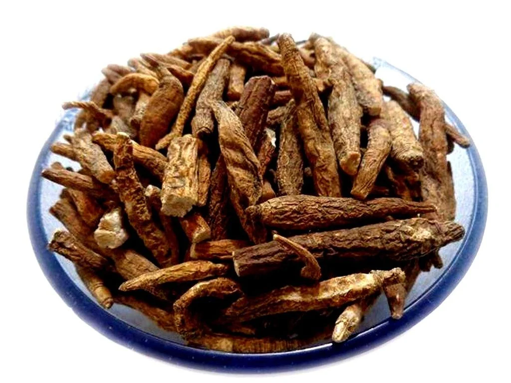Atees Root (Aconitum heterophyllum) used in Infantol (Family Tonic)